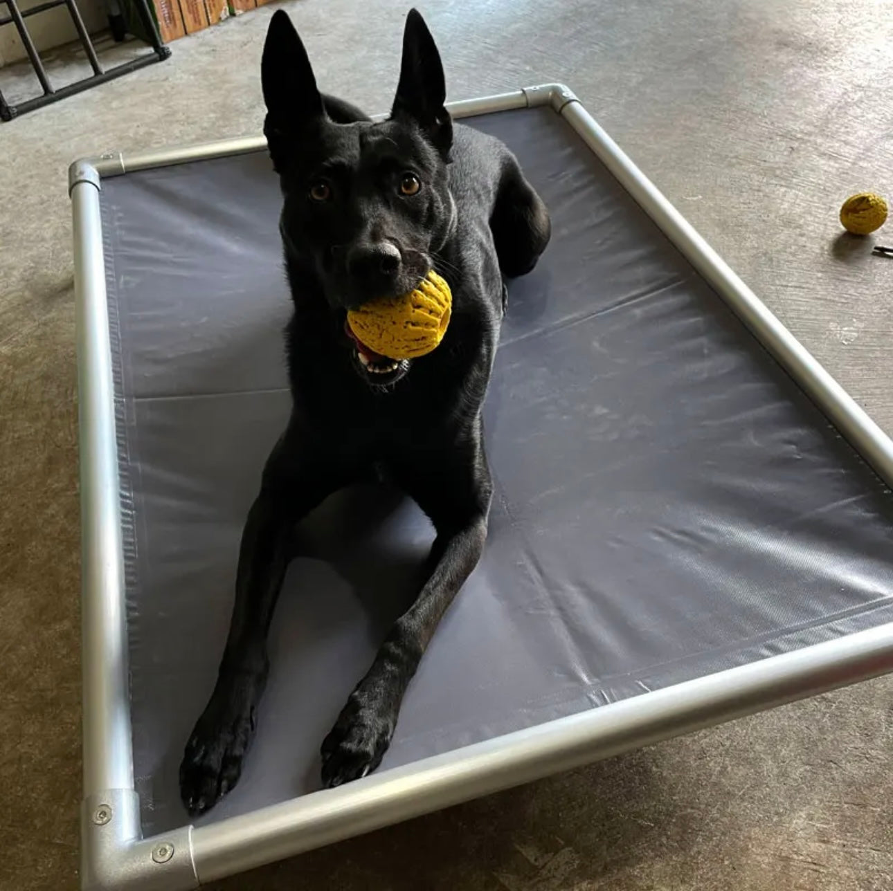 Mighti Ruff Indestructible Elevated Pet Bed