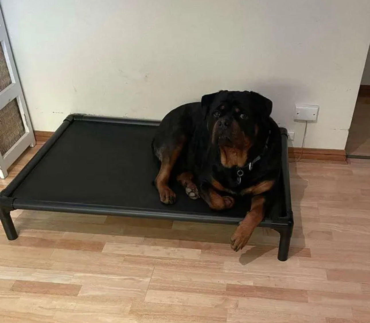 Mighti Ruff Indestructible Elevated Pet Bed