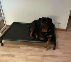 Mighti Ruff Indestructible Elevated Pet Bed
