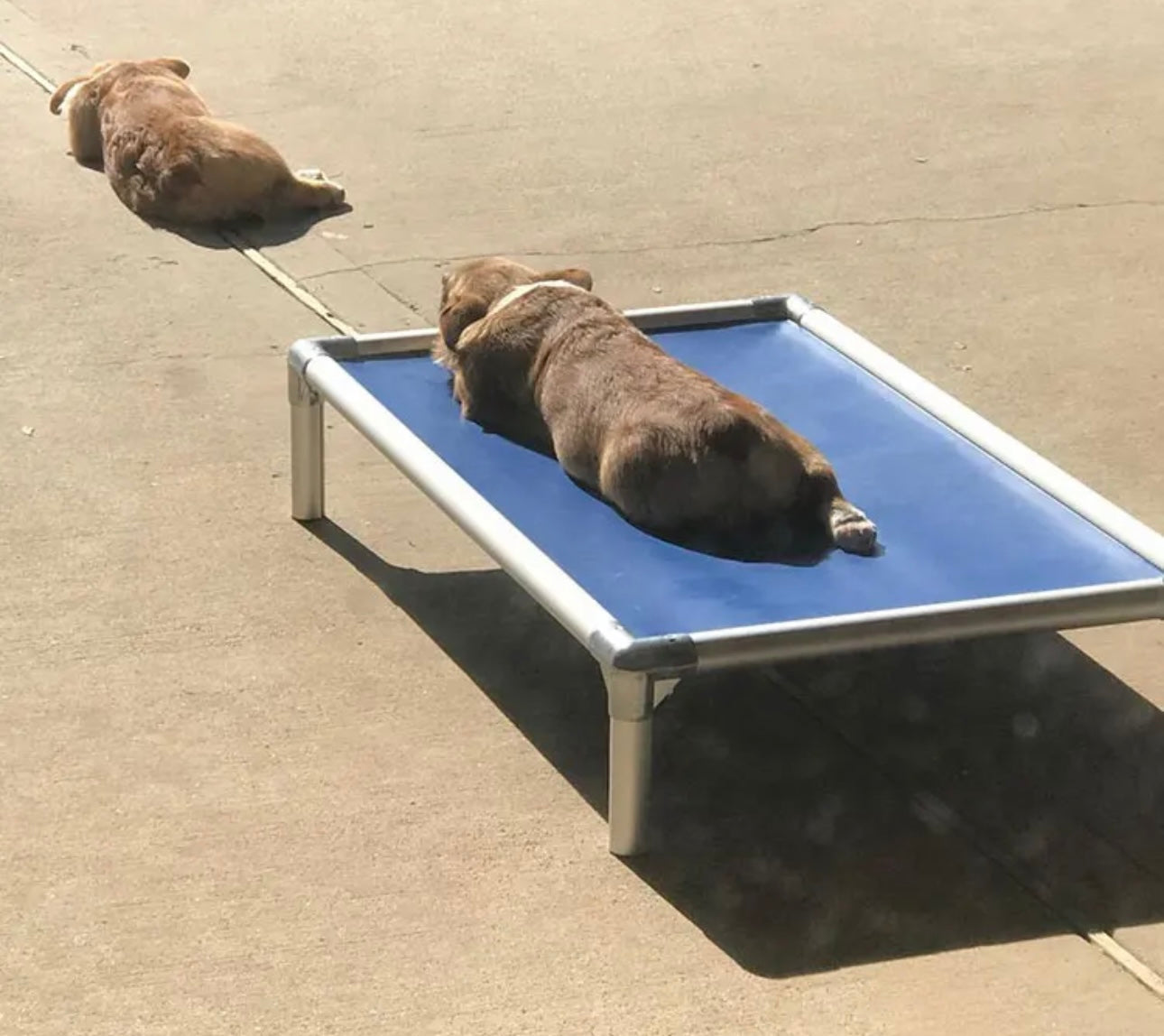 Mighti Ruff Indestructible Elevated Pet Bed