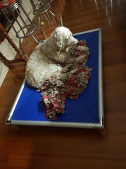 Mighti Ruff Indestructible Elevated Pet Bed