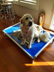Mighti Ruff Indestructible Elevated Pet Bed